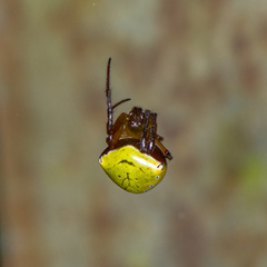 Araneus viridiventris