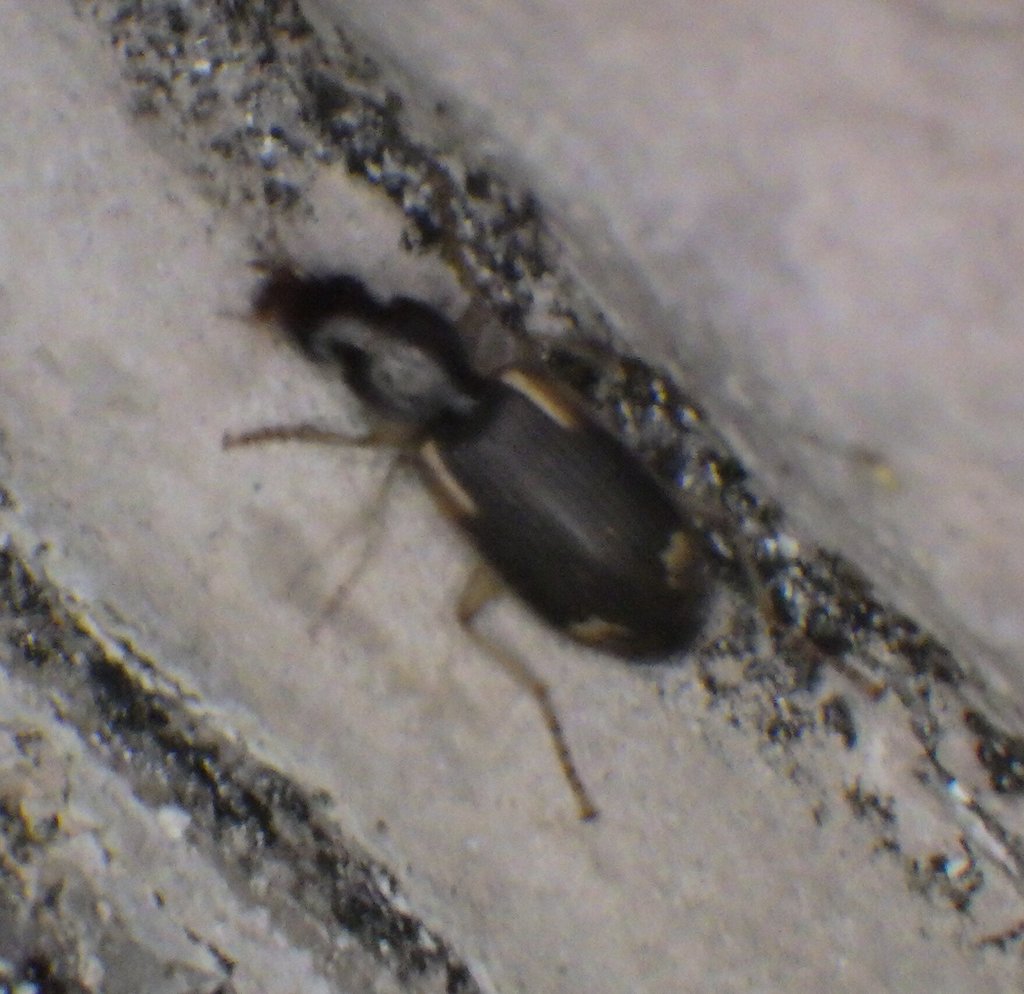 Apenes coriacea