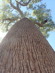 Brachychiton rupestris