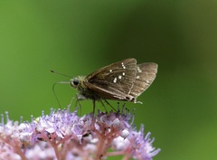 Polytremis nascens