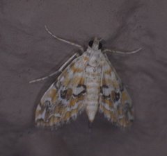 Elophila nebulosalis
