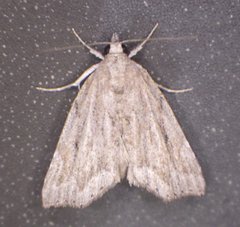 Cutina albopunctella
