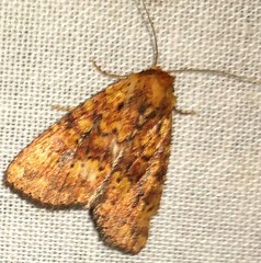 Perigea xanthioides