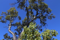 Brachychiton rupestris