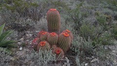 Ferocactus pilosus