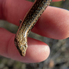Oligosoma smithi