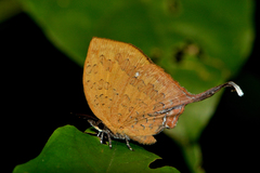 Yasoda tripunctata