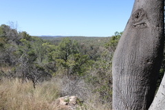 Brachychiton rupestris