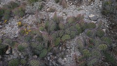 Opuntia stenopetala