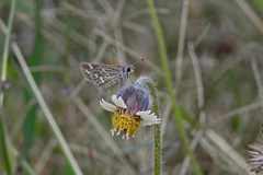 Taractrocera maevius