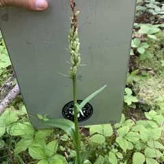 Platanthera huronensis