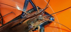 Macrobrachium rosenbergii