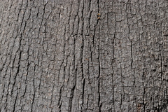 Brachychiton rupestris