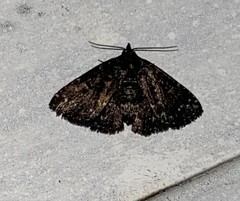 Metalectra tantillus