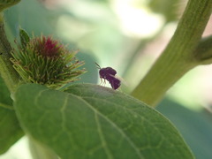 Perilampidae