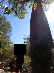 Brachychiton rupestris