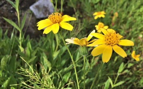 Arnica lanceolata ssp. prima