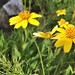 Clasping Arnica - Photo (c) Peter Zika, some rights reserved (CC BY-NC), uploaded by Peter Zika
