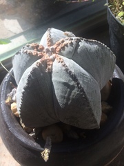 Astrophytum
