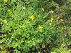 Arnica lanceolata prima
