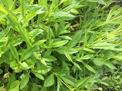 Arnica lanceolata prima