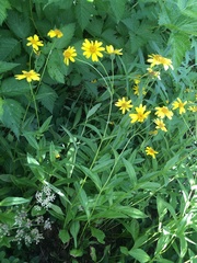 Arnica lanceolata prima