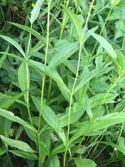 Arnica lanceolata prima