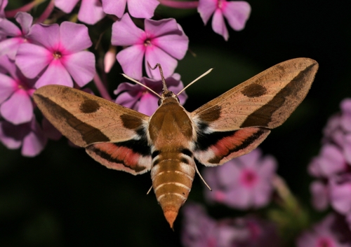 Leafy Spurge Hawkmoth