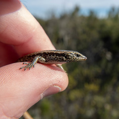 Oligosoma smithi