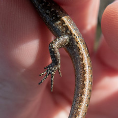 Oligosoma smithi