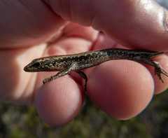 Oligosoma smithi