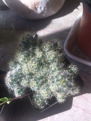Mammillaria prolifera