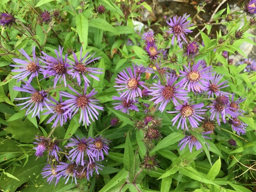 Canadanthus modestus