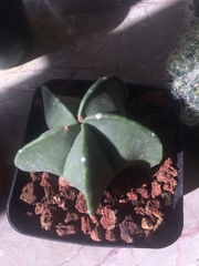 Astrophytum