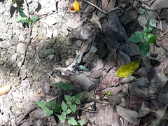 Microstylum oberthurii