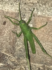 Schistocerca alutacea