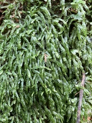 Pallavicinia