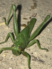 Schistocerca alutacea