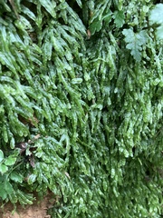 Pallavicinia
