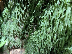 Pallavicinia