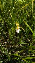 Cypripedium candidum