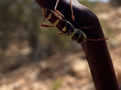 Neoclytus magnus