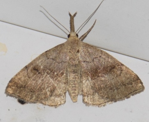 Pale Phalaenostola Moth photo 4