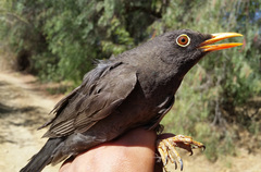 Turdus fuscater
