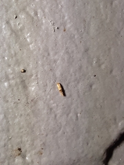 Bucculatrix coronatella