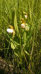 Cypripedium candidum
