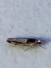 Pseudochelaria