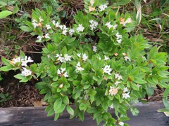 Rhododendron tschonoskii