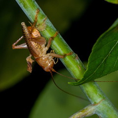 Ocellarnaca furcifera