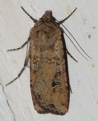 Euxoa ochrogaster